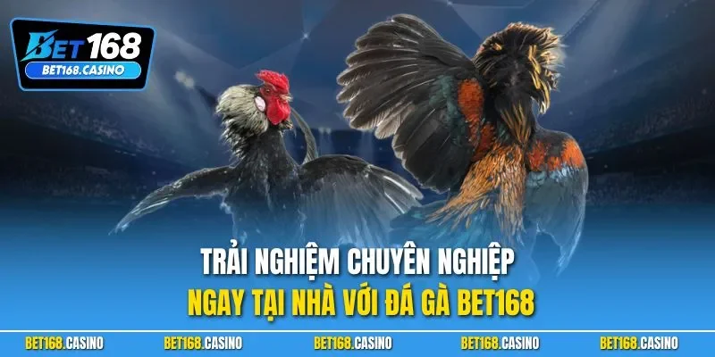Trải nghiệm chuyên nghiệp ngay tại nhà với đá gà BET168